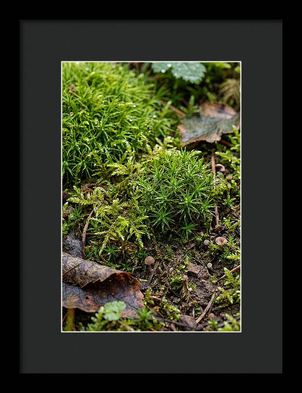 Moss In Natures Embrace