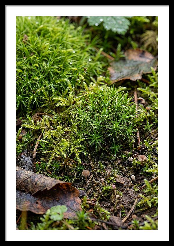 Moss In Natures Embrace