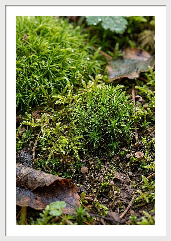 Moss In Natures Embrace