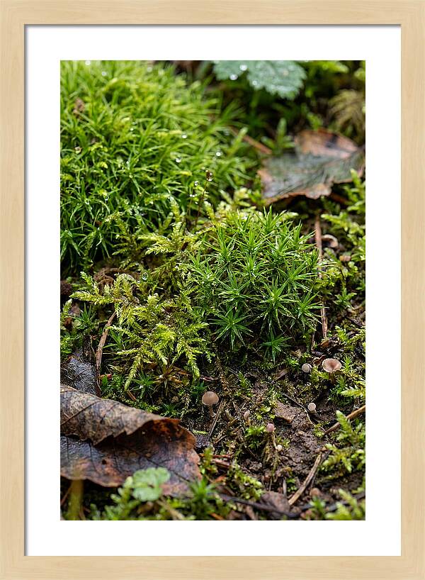 Moss In Natures Embrace