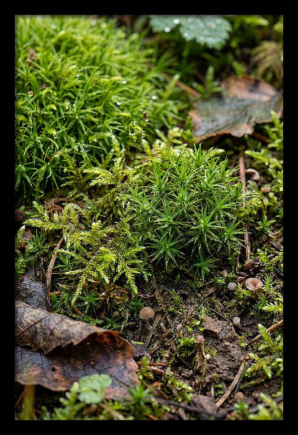 Moss In Natures Embrace