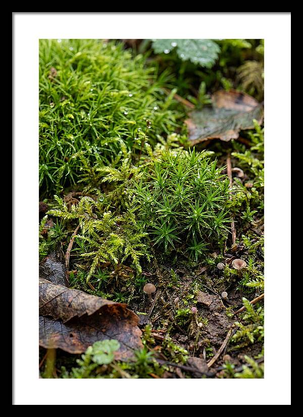 Moss In Natures Embrace