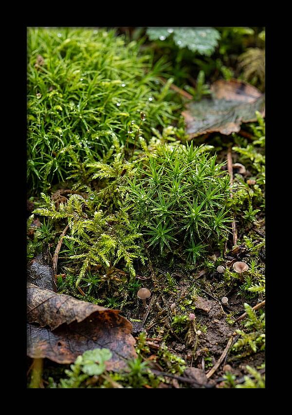 Moss In Natures Embrace