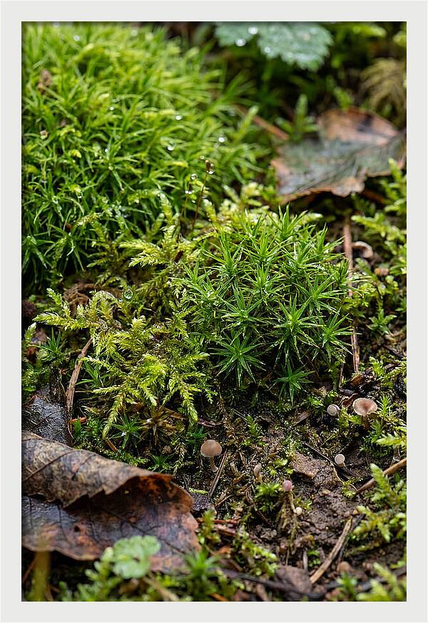 Moss In Natures Embrace