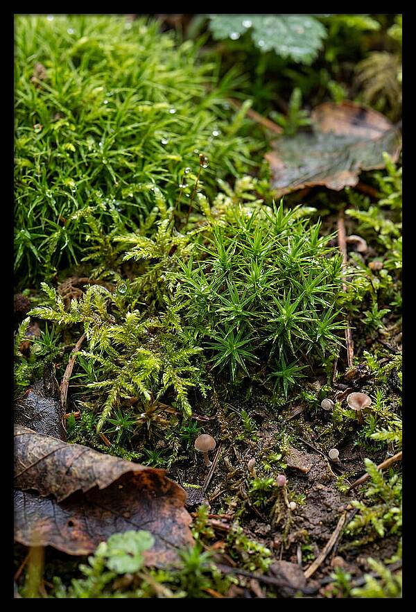 Moss In Natures Embrace