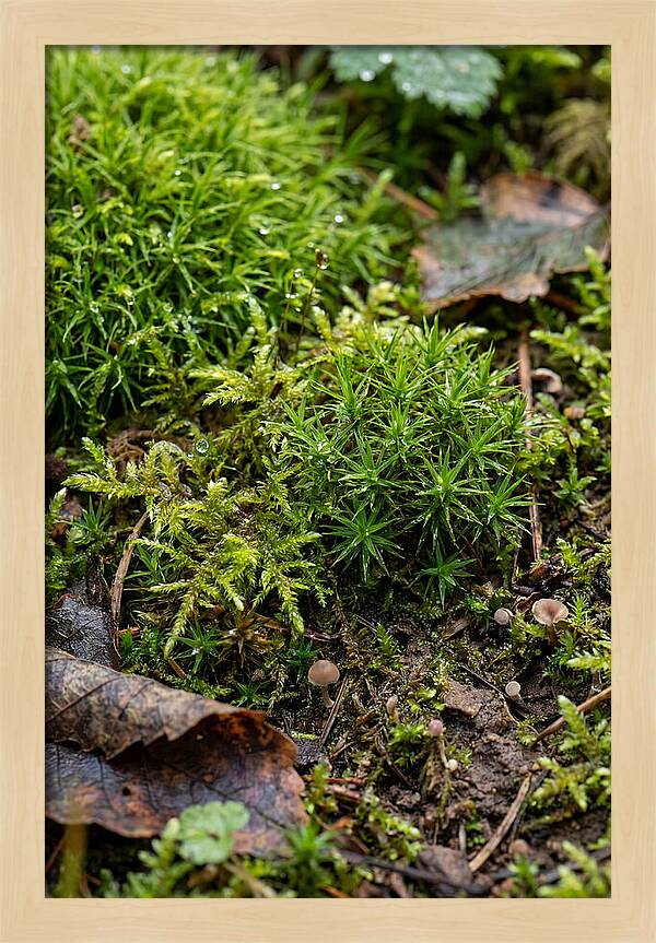 Moss In Natures Embrace