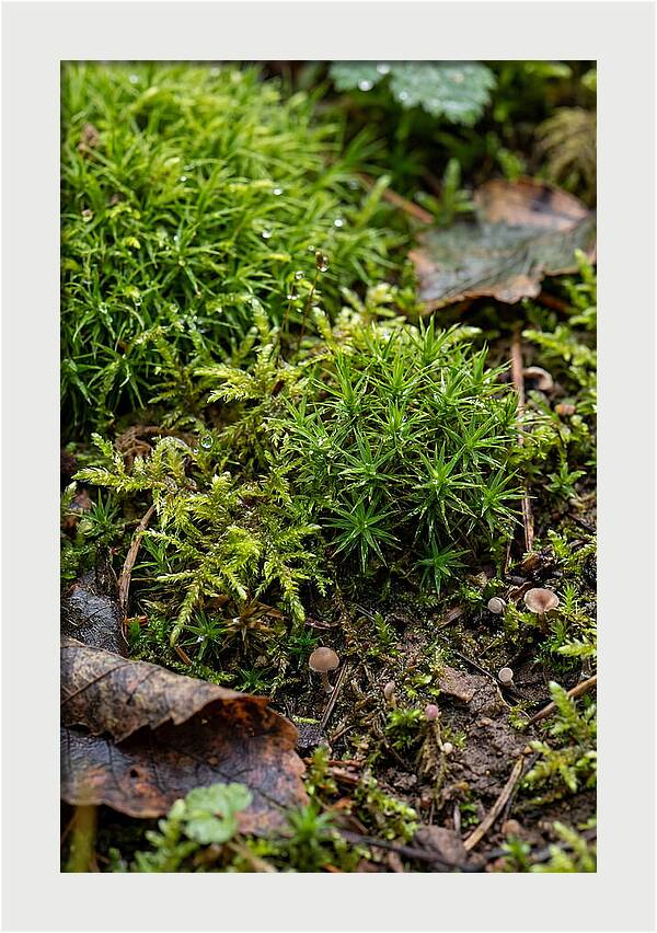 Moss In Natures Embrace