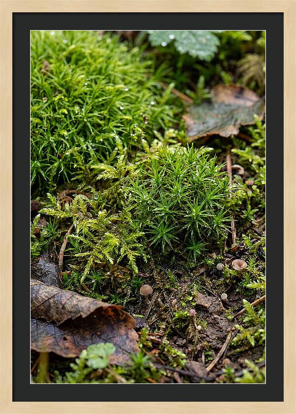 Moss In Natures Embrace
