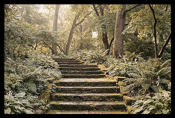 Moss Lined Stone Steps Through Shade