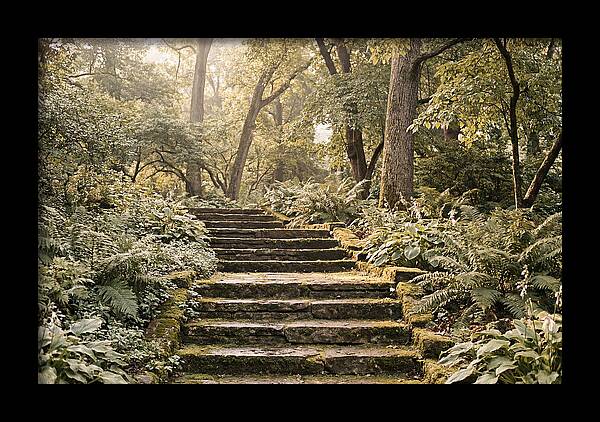 Moss Lined Stone Steps Through Shade