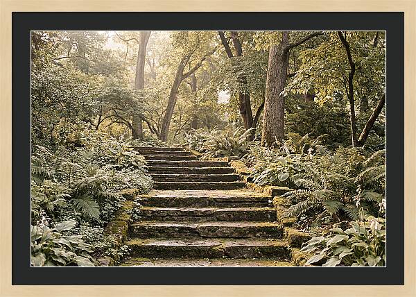 Moss Lined Stone Steps Through Shade