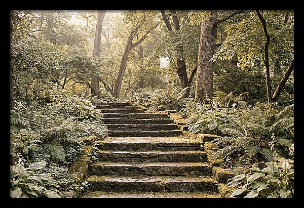 Moss Lined Stone Steps Through Shade