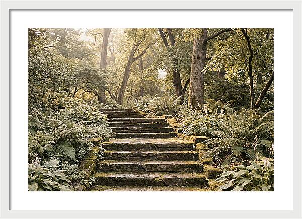 Moss Lined Stone Steps Through Shade