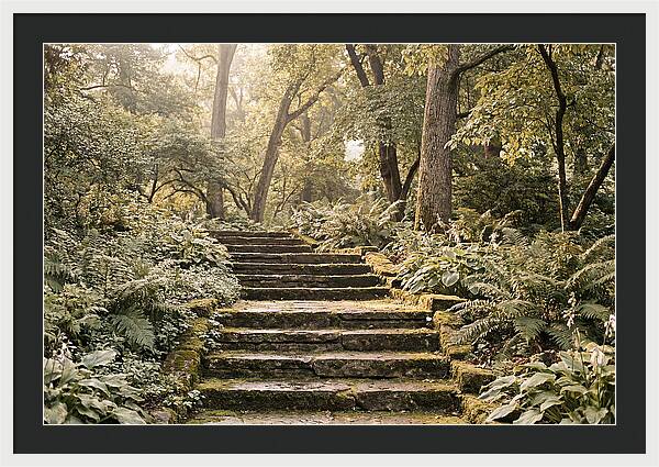 Moss Lined Stone Steps Through Shade
