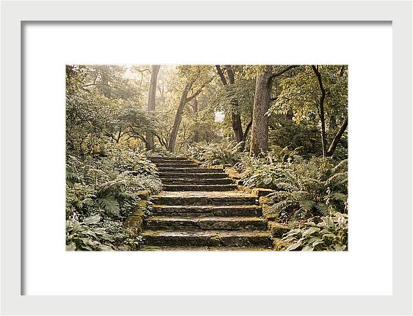Moss Lined Stone Steps Through Shade