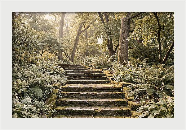Moss Lined Stone Steps Through Shade