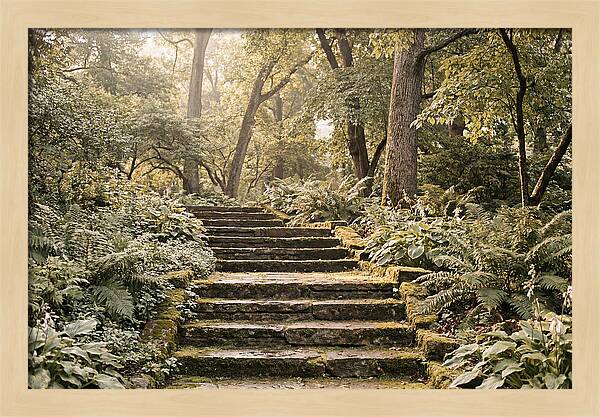 Moss Lined Stone Steps Through Shade