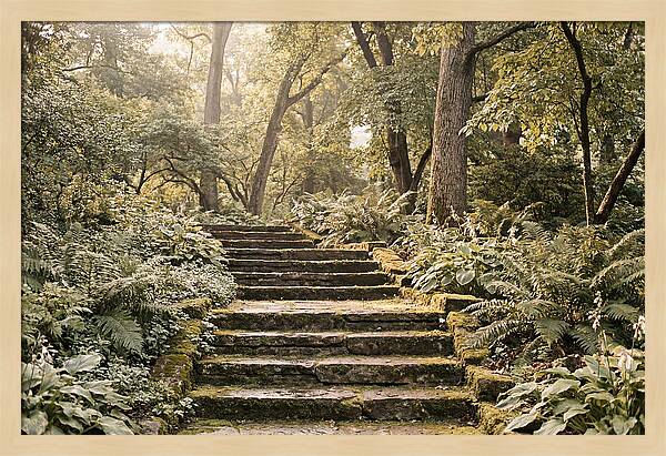 Moss Lined Stone Steps Through Shade