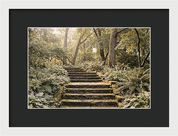 Moss Lined Stone Steps Through Shade