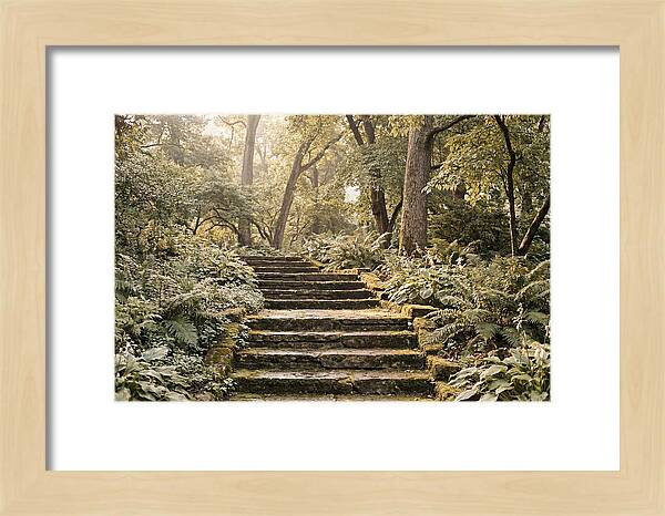 Moss Lined Stone Steps Through Shade