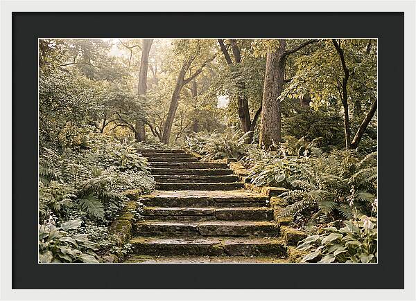 Moss Lined Stone Steps Through Shade