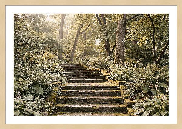 Moss Lined Stone Steps Through Shade