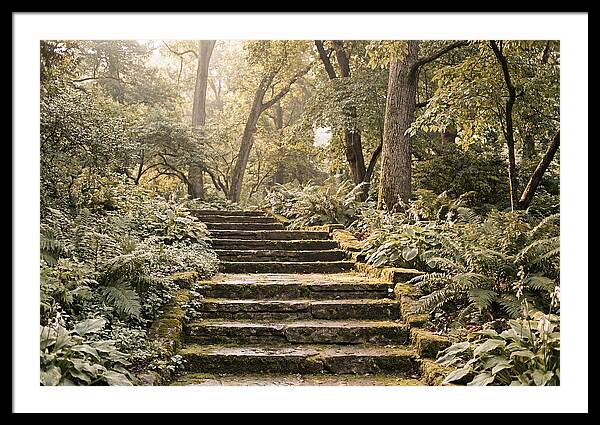 Moss Lined Stone Steps Through Shade