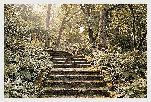 Moss Lined Stone Steps Through Shade