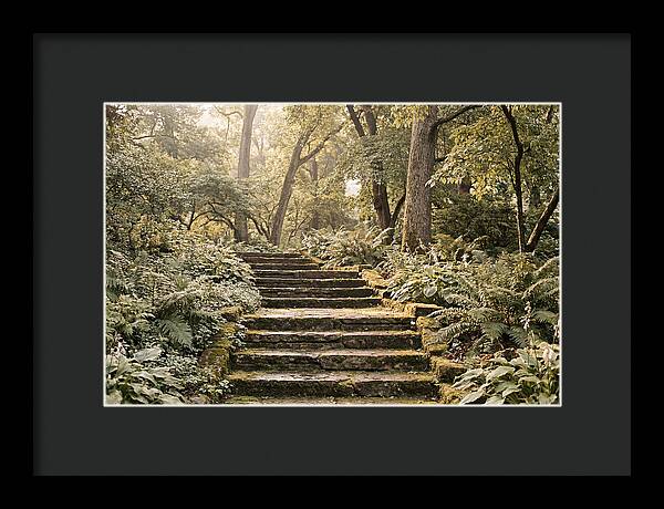 Moss Lined Stone Steps Through Shade
