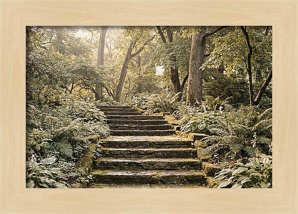 Moss Lined Stone Steps Through Shade
