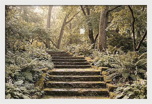 Moss Lined Stone Steps Through Shade