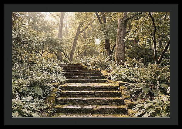 Moss Lined Stone Steps Through Shade