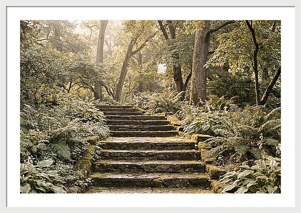Moss Lined Stone Steps Through Shade