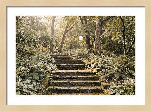 Moss Lined Stone Steps Through Shade