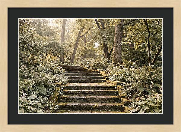 Moss Lined Stone Steps Through Shade