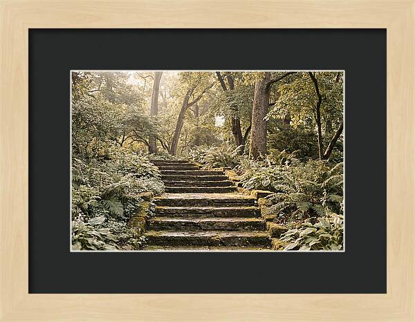 Moss Lined Stone Steps Through Shade