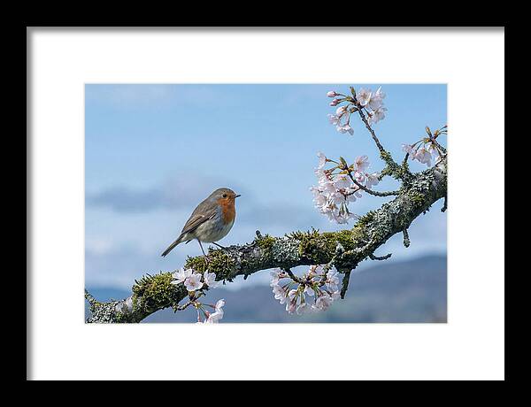 Mossy Branch Robin Delight