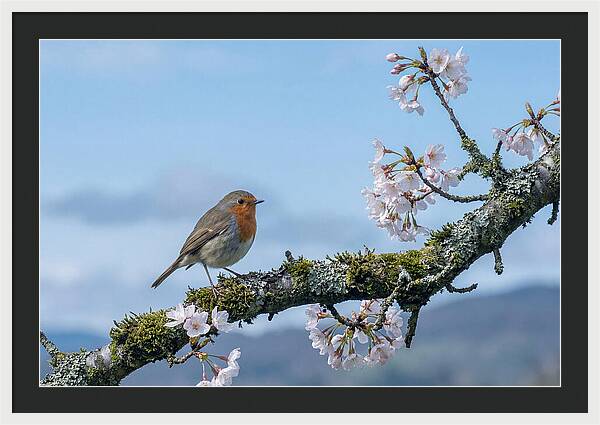 Mossy Branch Robin Delight