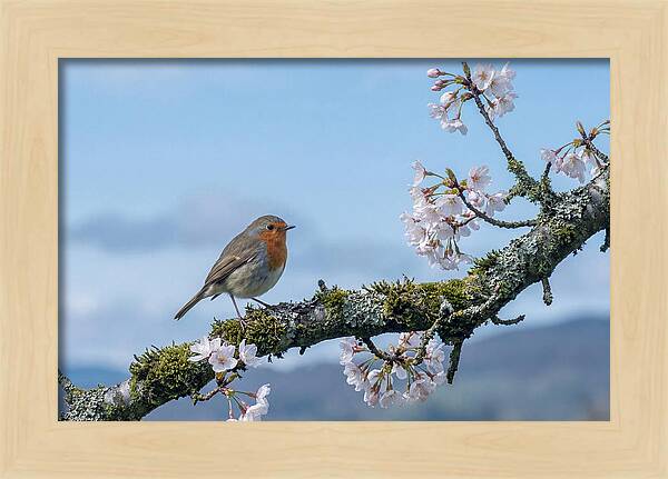 Mossy Branch Robin Delight