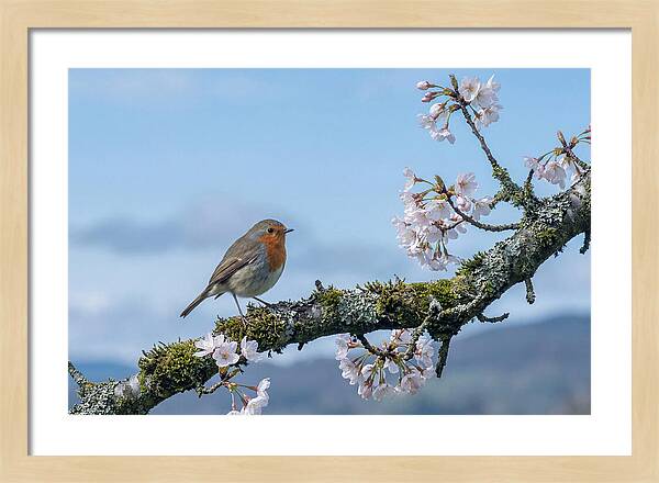 Mossy Branch Robin Delight