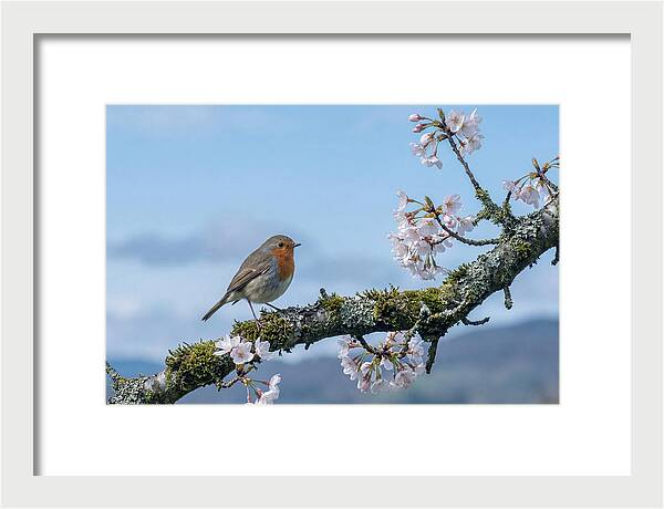 Mossy Branch Robin Delight