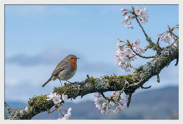 Mossy Branch Robin Delight