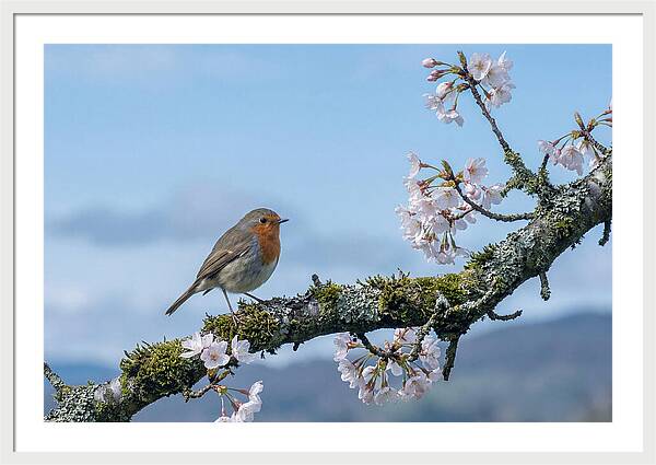 Mossy Branch Robin Delight