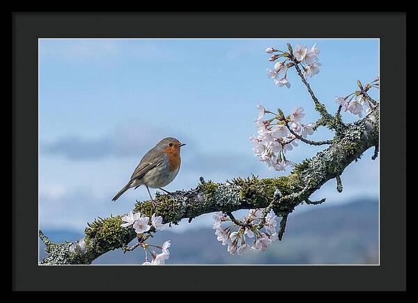 Mossy Branch Robin Delight