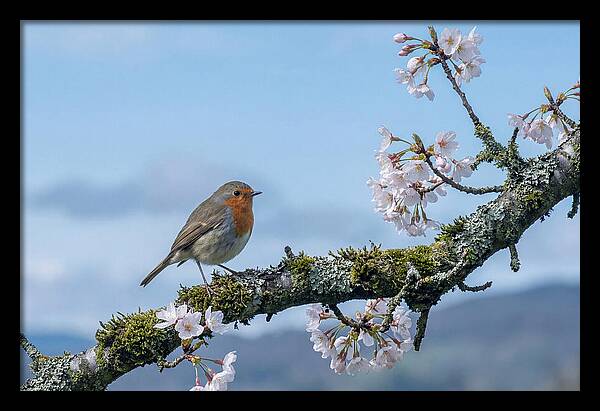 Mossy Branch Robin Delight