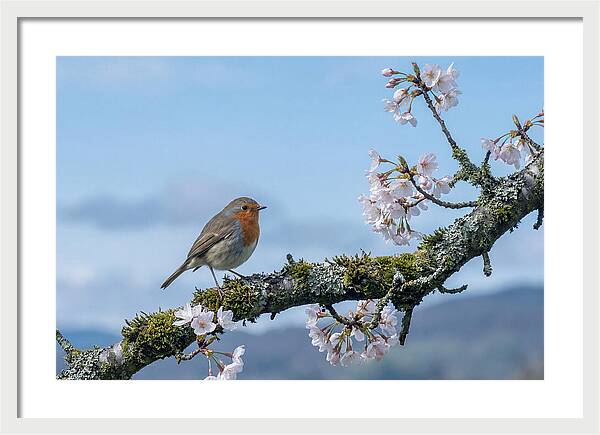 Mossy Branch Robin Delight