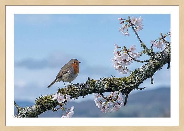 Mossy Branch Robin Delight