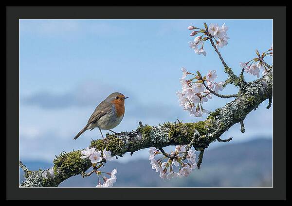 Mossy Branch Robin Delight