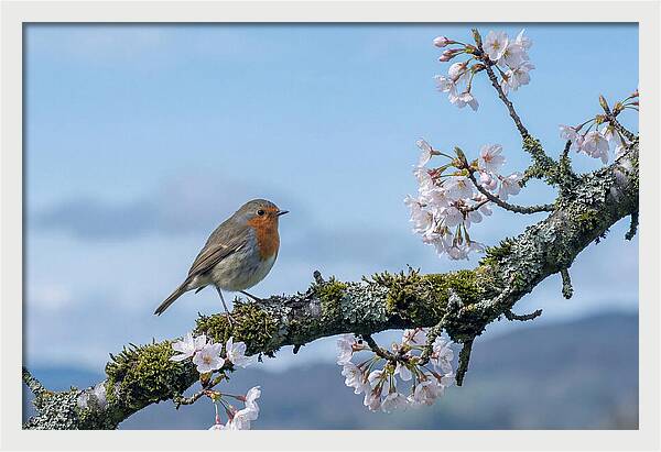 Mossy Branch Robin Delight