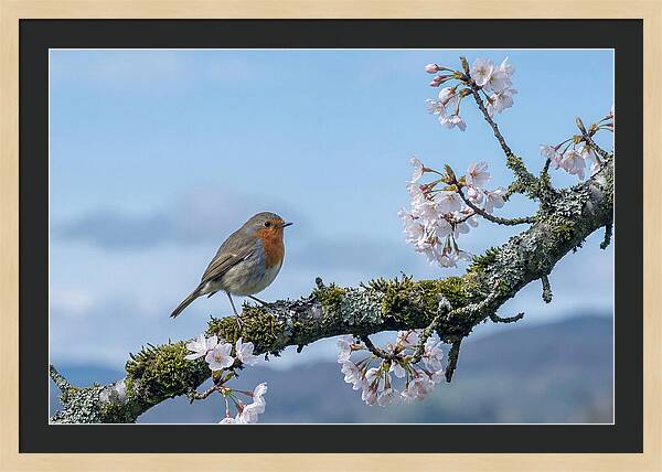 Mossy Branch Robin Delight